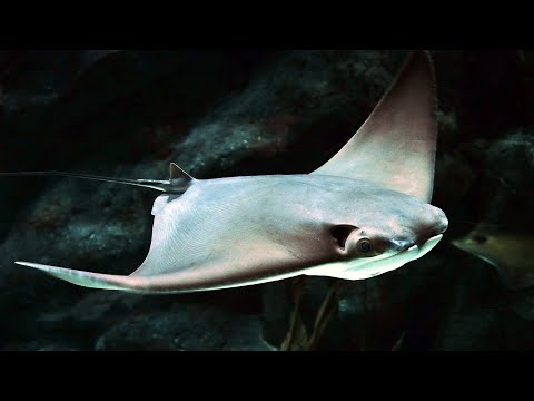 Facts: The Cownose Ray