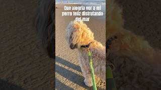 No hay nada como ver a tu perro feliz en el mar 🐾🌊 #Buenavida #PerrosFelices #perrosenlaplaya