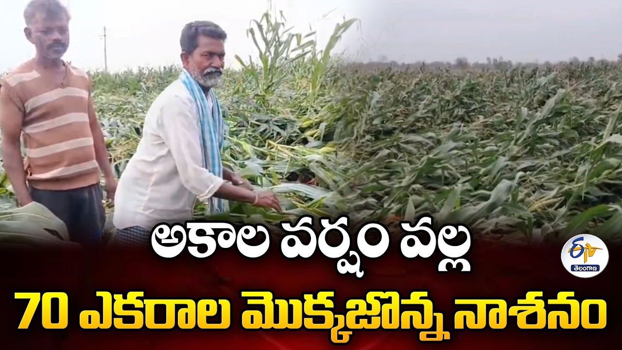 Crop Loss: Unexpected Heavy Rain & Wind Damage Maize Fields in ...