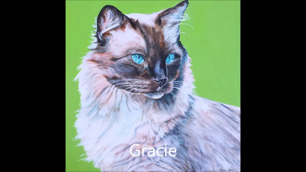 2015 Pet Portraits YouTube