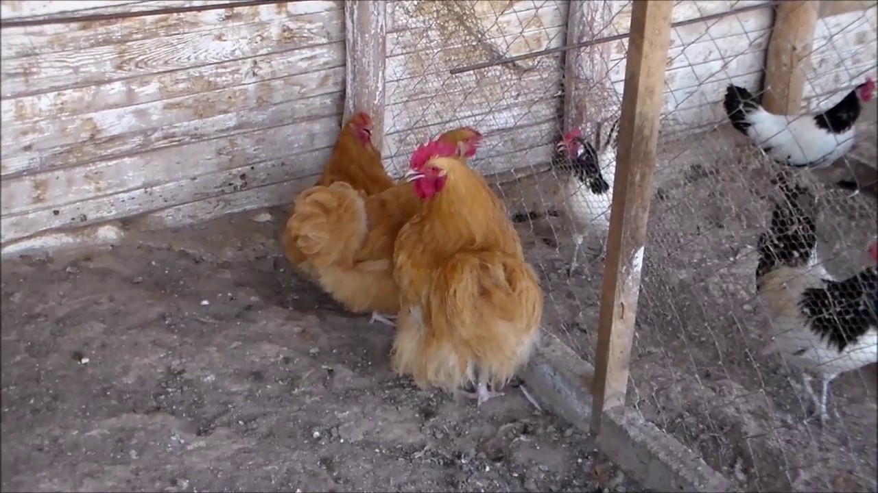 ΠΕΜ 29/ 6/ 2017 ΠΛΑΝΑ ΑΠΟ ΤΗΝ ΦΑΡΜΑ ΠΤΗΝΩΝ ΓΡΗΓΟΡΗ ΠΑΡΑΣΙΑΔΗ