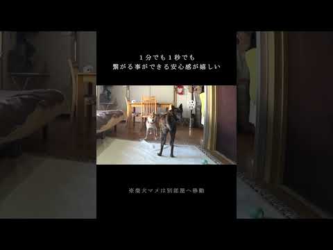 ドッグカメラ(Furbo)で遠く離れていても繋がれる安心感！【甲斐犬・柴犬 #shorts