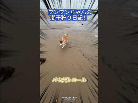 ワンワンちゃん🐶、もう草を食べてないで🌿、海鮮を獲りに行こうよ!🐟✨ #潮干狩り#海鮮採集 #ワンワンちゃん #ペットの日常 #pets #animals #funny #shorts