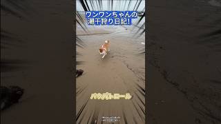 ワンワンちゃん🐶、もう草を食べてないで🌿、海鮮を獲りに行こうよ！🐟✨  #潮干狩り#海鮮採集 #ワンワンちゃん #ペットの日常 #pets #animals #funny #shorts