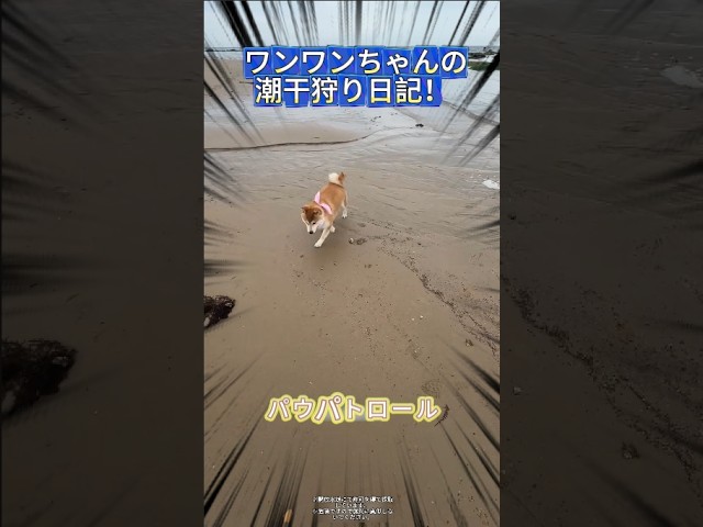 ワンワンちゃん🐶、もう草を食べてないで🌿、海鮮を獲りに行こうよ！🐟✨  #潮干狩り#海鮮採集 #ワンワンちゃん #ペットの日常 #pets #animals #funny #shorts