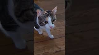 Rust "did you know": non-generic inner functions