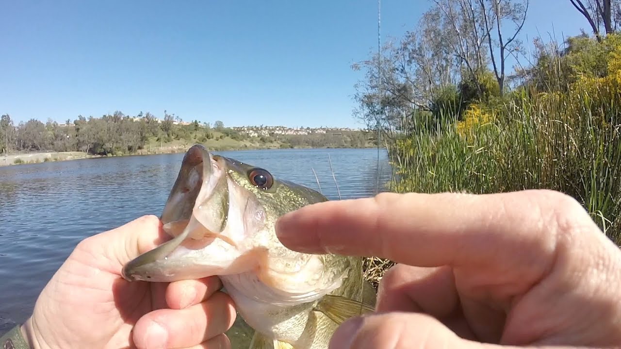 I caught the same fish 3 TIMES!! - YouTube