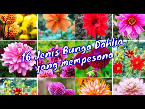 Video: Dahlia: varietas dengan nama dan foto