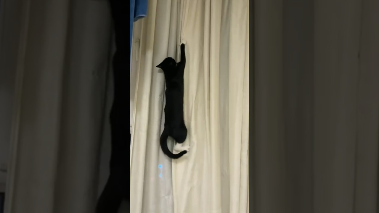 Black and White Cat Climbs Down Curtain Using Claws