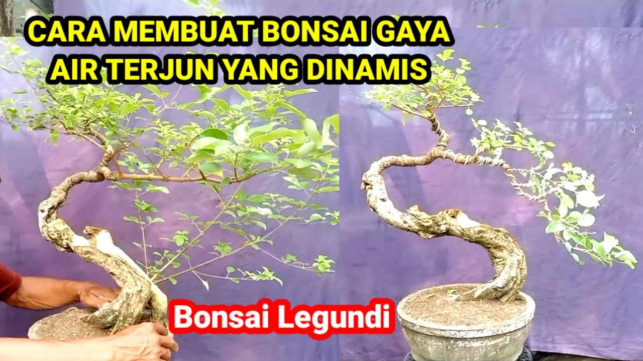 IKUTI CARA INI UNTUK MEMBUAT BONSAI GAYA AIR TERJUN YANG DINAMIS YouTube