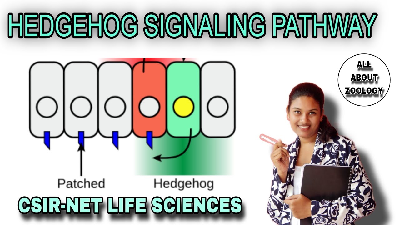 HEDGEHOG SIGNALING PATHWAY || DROSOPHILA DEVELOPMENT || CSIR-NET LIFE ...