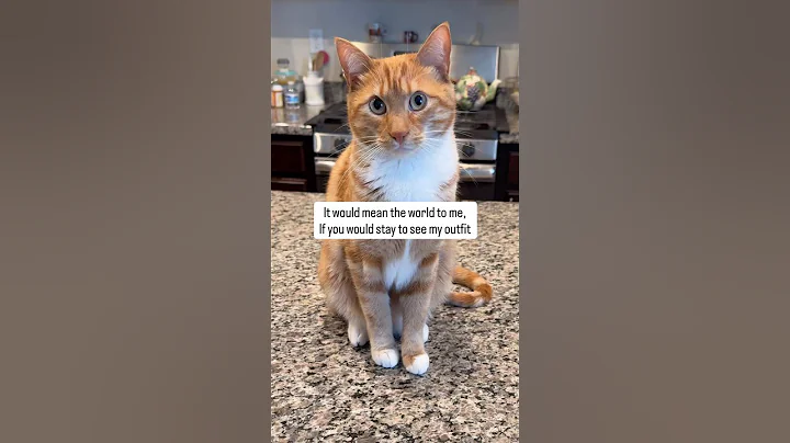 🥺 So fluffing cute! #seventheorangecat #pupcup #catadventures #catlovers #catfashion