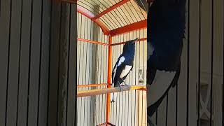 Kacer gacor nembak isian #burung #kacer #kacergacor #kacergacorfullisianmewah #birds