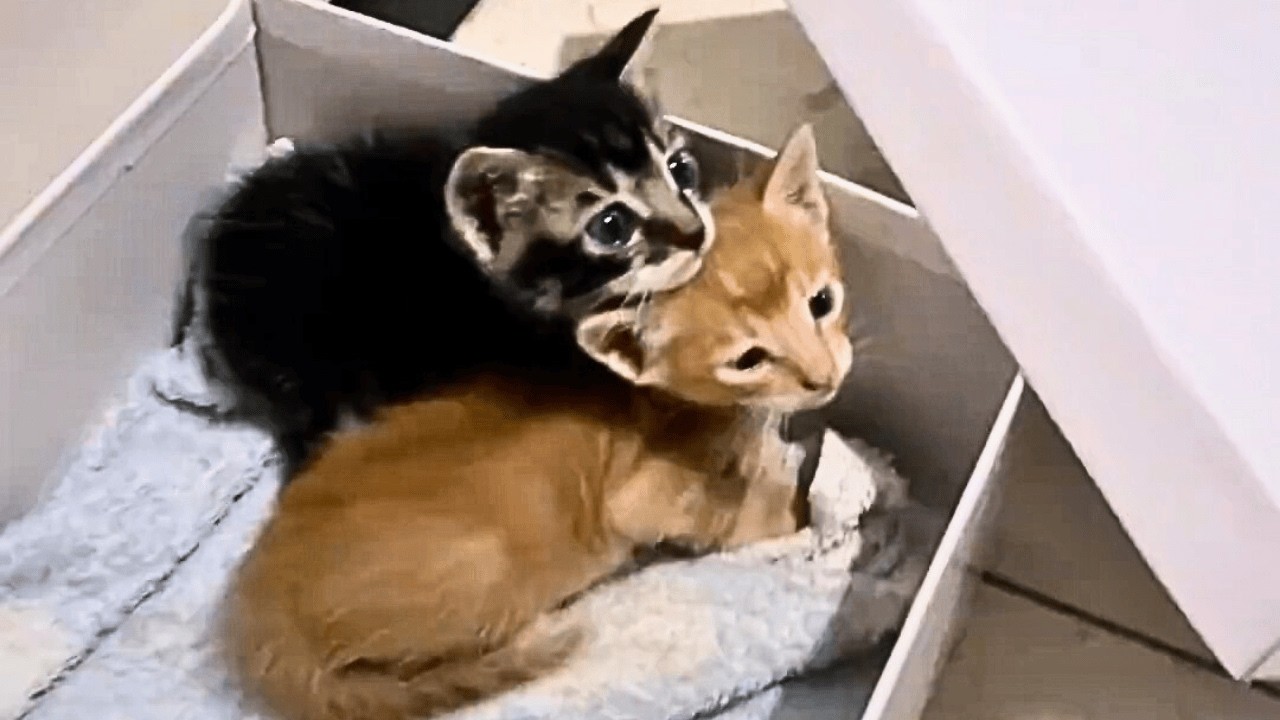 В подземном гараже нашли двух котят без ухода, мужчина растил их с любовью 2 месяца — итог поражает.