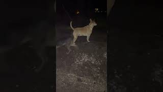 “Night watch with many passing by 😳”, Carolina dog, Taiwan dog Ella, American dingo