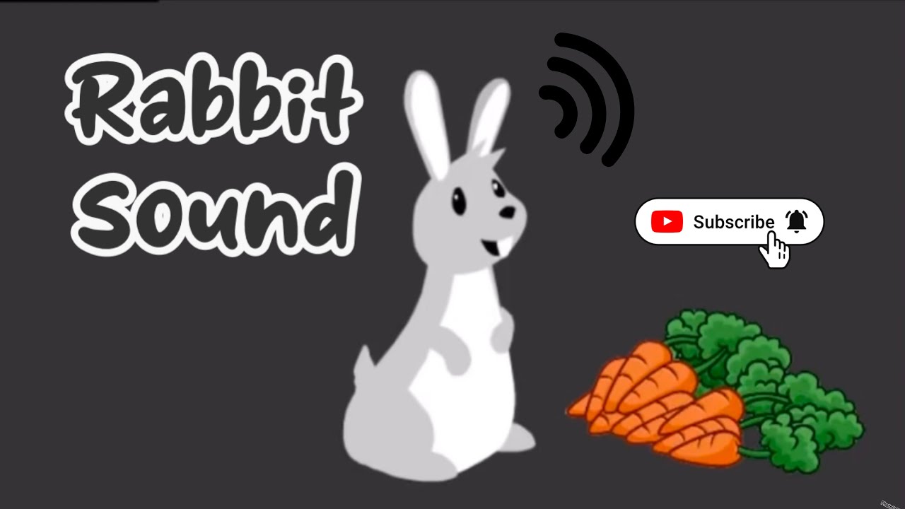 Animal Sound Rabbit Rabbit Sound #rabbit #sound #animal - YouTube