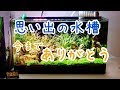 思い出の水槽　1年を振り返りながらリセット