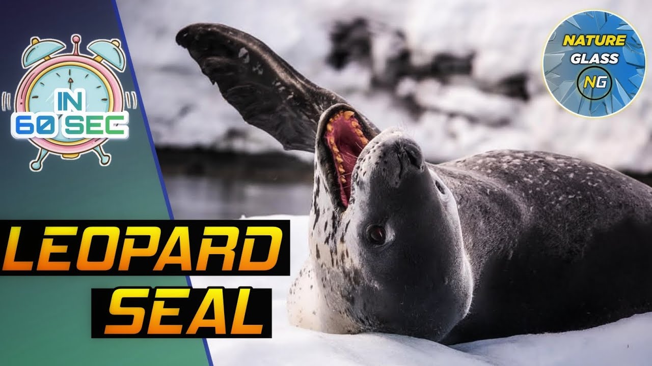 Leopard Seals Are Very Dengerous 😱| Facts About Leopard Seal | Nature ...