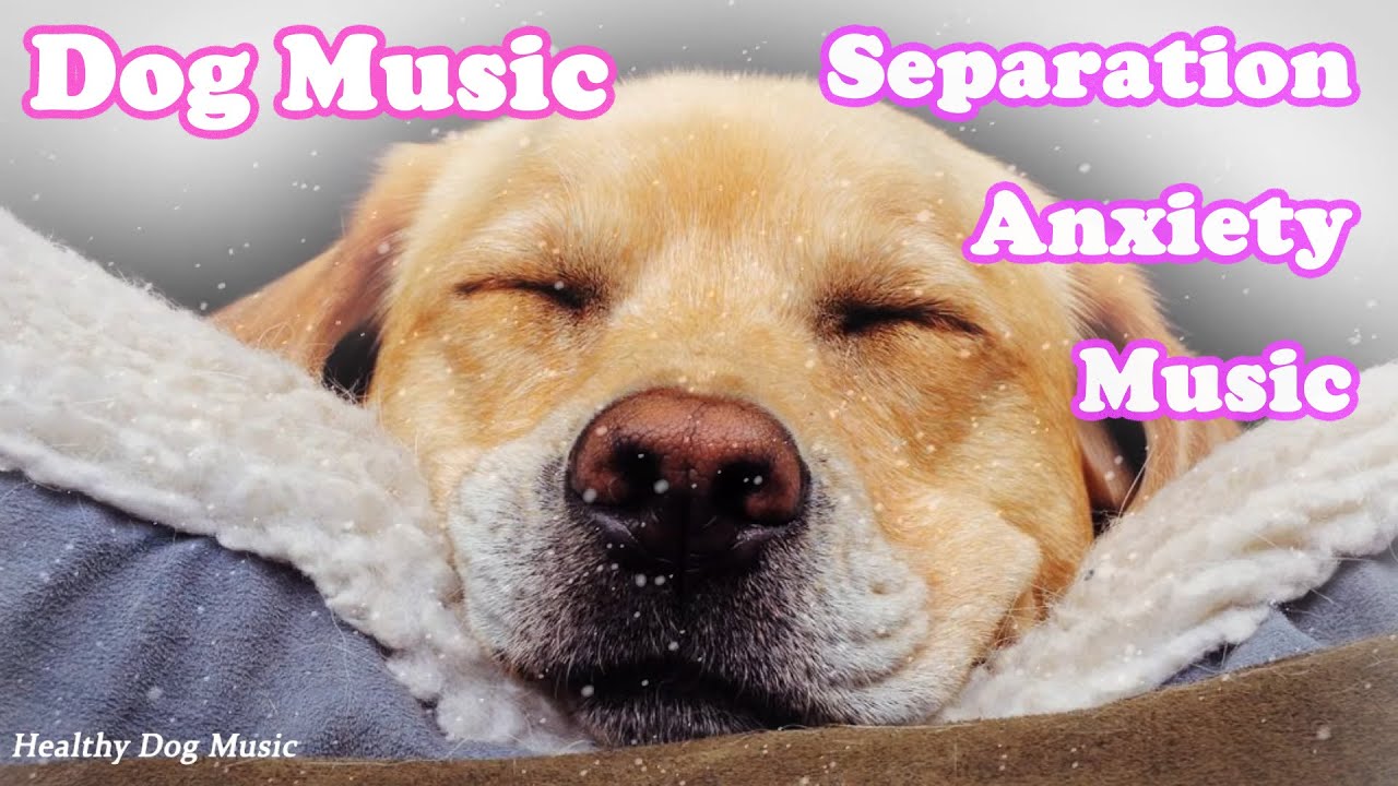 Music for dogs with separation anxiety, walking music, soothing music
