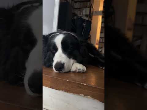 そうだよ、これがボクがかじった玄関🐶Yep… This Is the Doorway I Chewed 🐶
