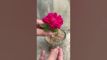 Planting Roses In Sand And The Results Are Surprising 