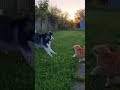 Husky vs Cat: The Ultimate Showdown! 😂