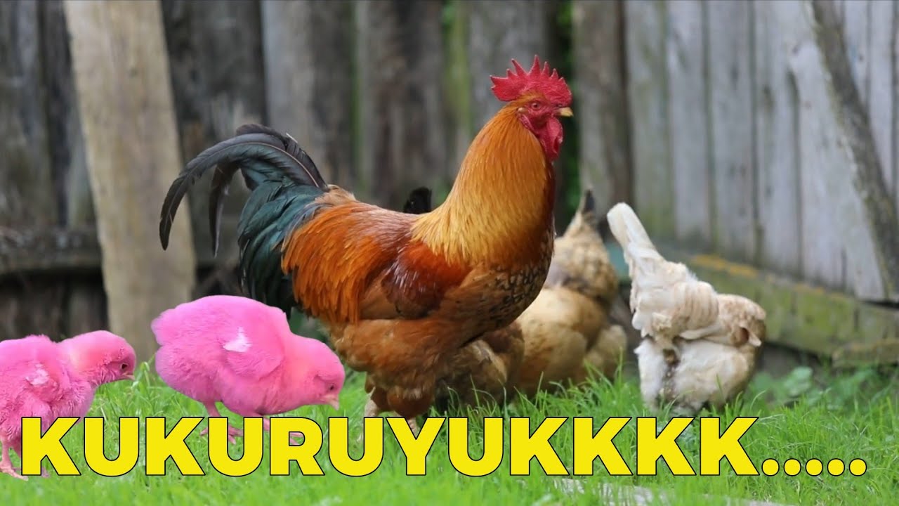 Популярная куриная песня Кукуруюк