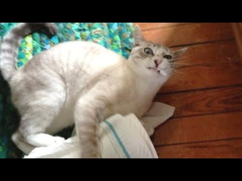 Hilarious CATS vs PAPER - Funny pet videos
