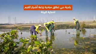 بلدية دبي تطلق مبادرة زراعة أشجار القرم لحماية البيئة