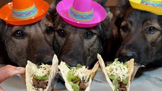 Tacos For Dogs Recipe