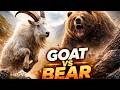 pahari bakra or bear | a bear and got | struggle for survive | wildlife documentary #animals