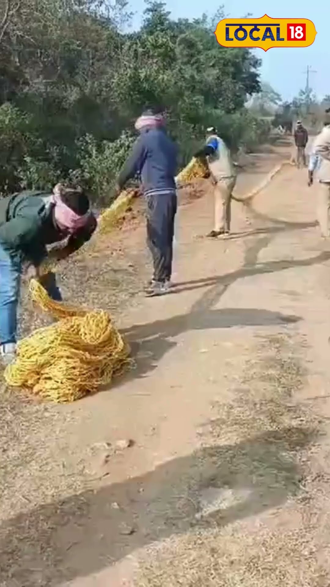 Bangla News: অবশেষে বনদফতরের ট্রাপে পড়ল Royal Bengal Tiger, দেখুন Video #local18shorts