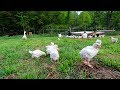 100 tiny Chickens Free Range without Fear of Attack