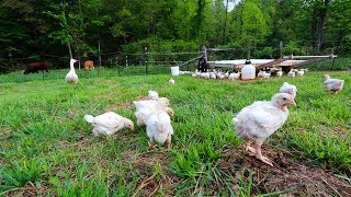 100 tiny Chickens Free Range without Fear of Attack
