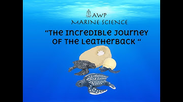 The Incredible Journey of the Leatherback (0697 / Unit 3.6)