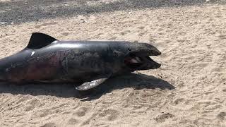 На берег Чёрного моря выбросило дельфинов. Ужасное зрелище. Дельфины - камикадзе - подрывники судов