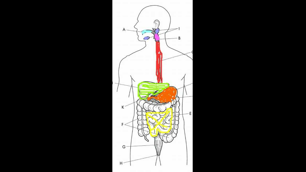Identification of Parts of the Digestive System - YouTube
