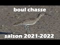 Chasse aux limicoles saison 20212022