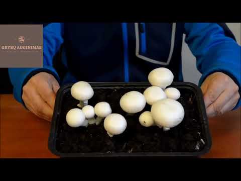 Video: Kaip auginate baltąjį kedrą?
