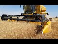 Уборка паровой пшеницы. New Holland tc 5.90