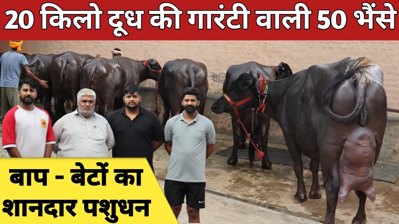 15 से 20 की गारंटी वाली 50 भैंसे, हरदम बिक्री के लिए उपलब्ध || Pandit Dairy Farm (9992010973)