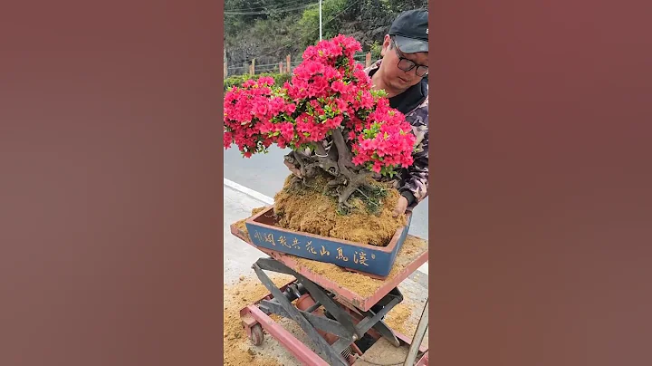 Beautiful Bonsai Rhododendron #satisfying #shot - DayDayNews