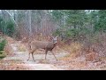 Maine Wildlife Trail Video week ending 11.6.2020