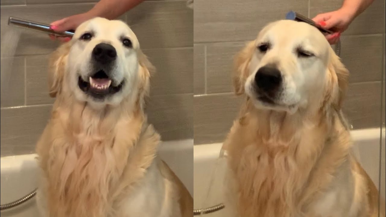 Golden Retriever Buddy Gets A Bath Youtube