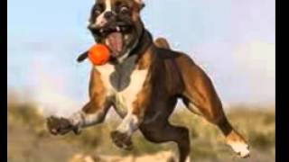 boxer dog photo luka boxer dog photo luka