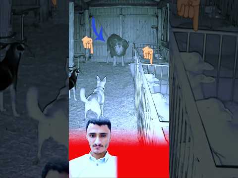 الماعز الكبير كان على وشك مهاجمة الكلاب ولكنه كان مرعبا في نظرته الئ الكلاب حالات واتساب عبارات