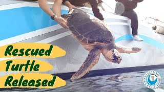 Turtle Rescued and Released