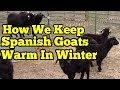 Do Spanish Goats Need Help Staying Warm In The Winter