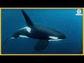 Curiosidades y Datos Sobre las Orcas que Debes Conocer