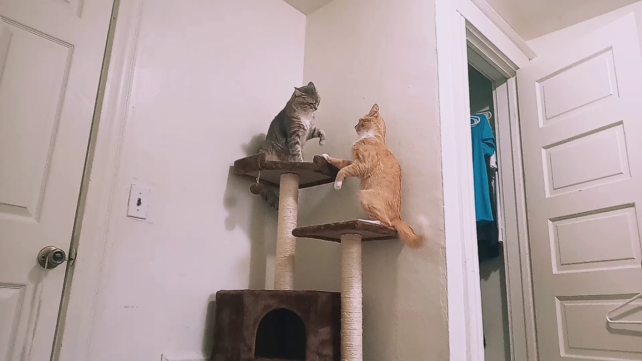 How to Stop Your Cats From Fighting (pt 2) YouTube